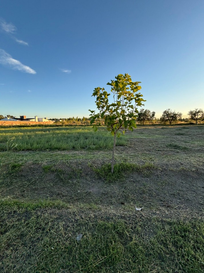 VENDO 2 LOTES DE 1.000 m² — LAS PAREDES, SAN RAFAEL, MENDOZA
