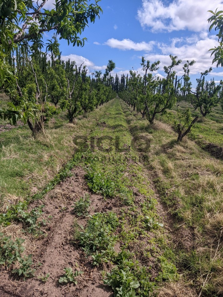 VENDO FINCA  EN  COLONIA LOPEZ - VILLA ATUEL - SAN RAFAEL- MENDOZA