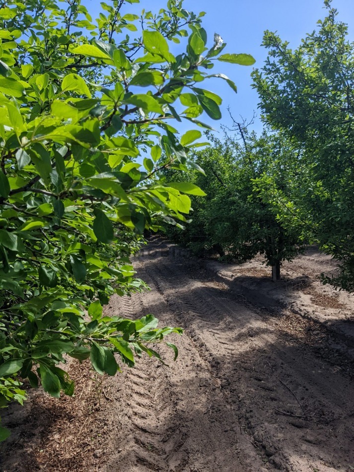 VENDO FINCA  EN  COLONIA LOPEZ - VILLA ATUEL - SAN RAFAEL- MENDOZA
