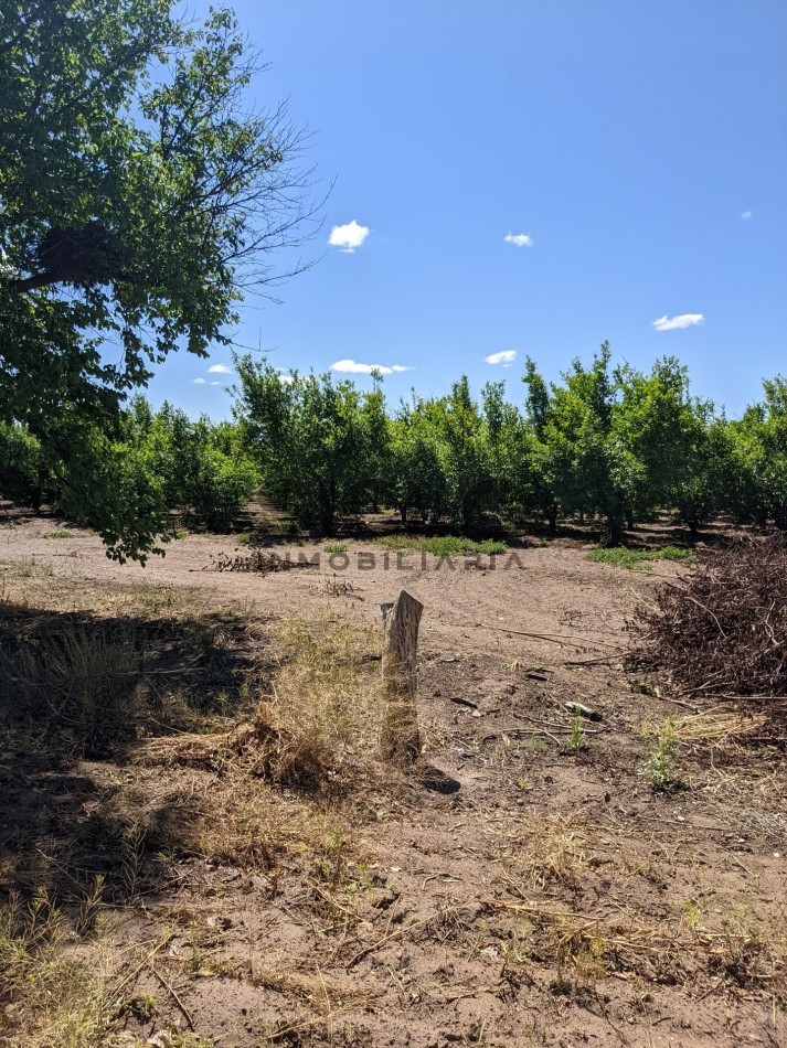 VENDO FINCA  EN  COLONIA LOPEZ - VILLA ATUEL - SAN RAFAEL- MENDOZA