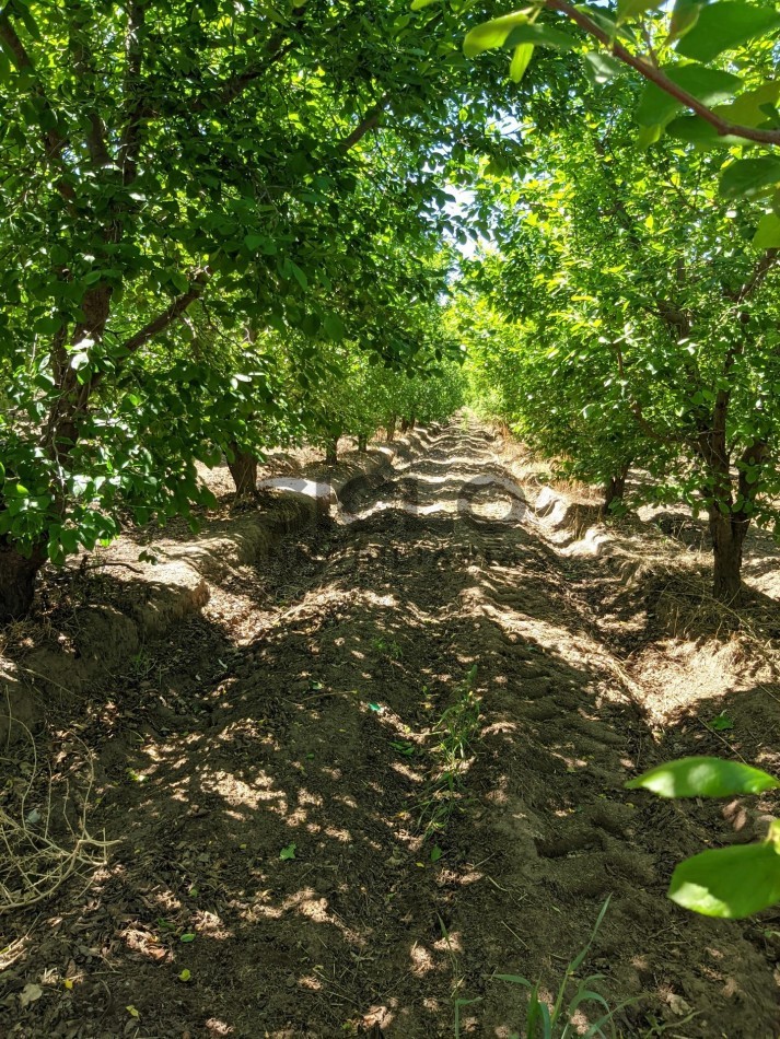 VENDO FINCA  EN  COLONIA LOPEZ - VILLA ATUEL - SAN RAFAEL- MENDOZA