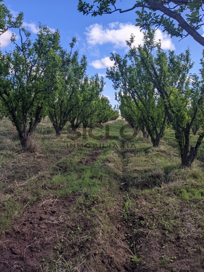VENDO FINCA  EN  COLONIA LOPEZ - VILLA ATUEL - SAN RAFAEL- MENDOZA