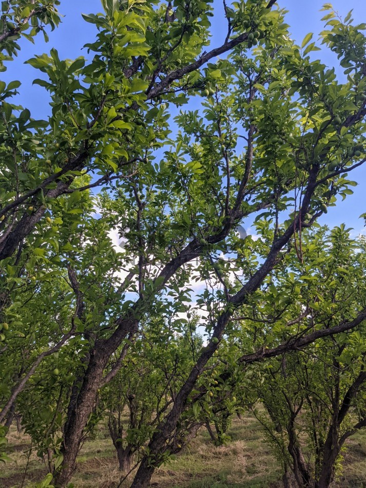 VENDO FINCA  EN  COLONIA LOPEZ - VILLA ATUEL - SAN RAFAEL- MENDOZA