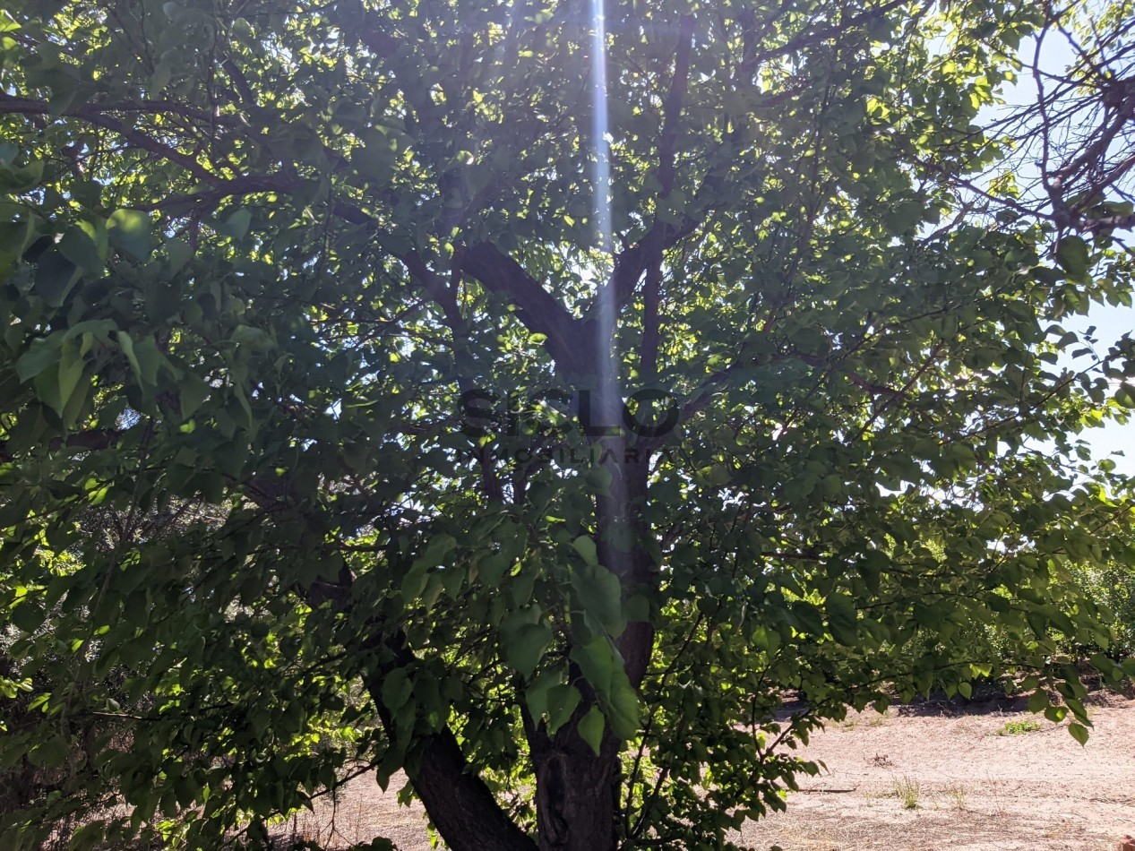 VENDO FINCA  EN  COLONIA LOPEZ - VILLA ATUEL - SAN RAFAEL- MENDOZA