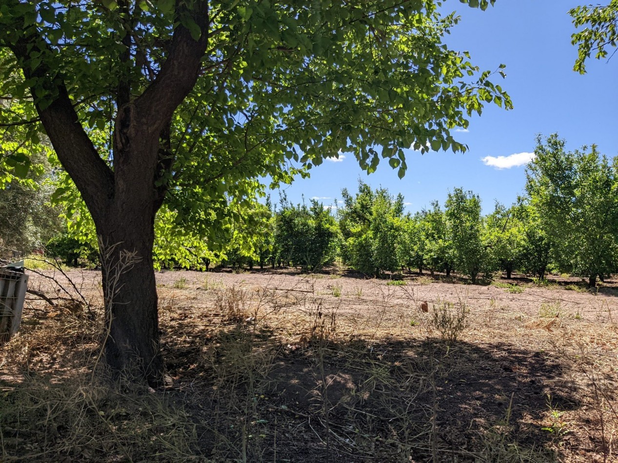 VENDO FINCA  EN  COLONIA LOPEZ - VILLA ATUEL - SAN RAFAEL- MENDOZA