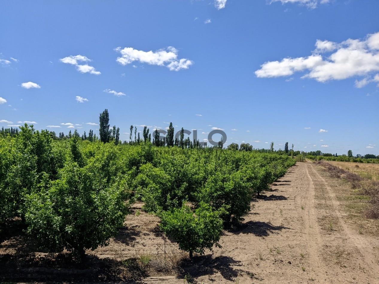 VENDO FINCA  EN  COLONIA LOPEZ - VILLA ATUEL - SAN RAFAEL- MENDOZA