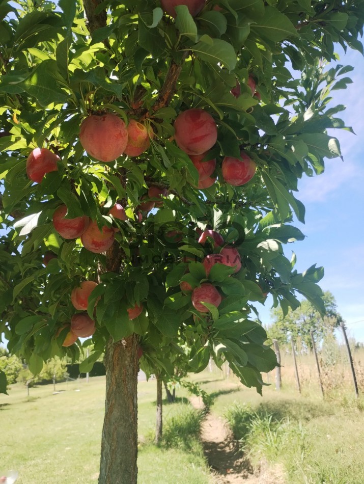 VENDO PROPIEDAD RURAL  DE 2,5 HA  CON CASA Y PILETA  