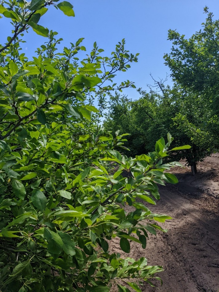 VENDO FINCA  EN  COLONIA LOPEZ - VILLA ATUEL - SAN RAFAEL- MENDOZA