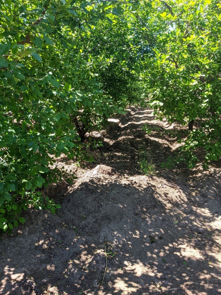 VENDO FINCA  EN  COLONIA LOPEZ - VILLA ATUEL - SAN RAFAEL- MENDOZA