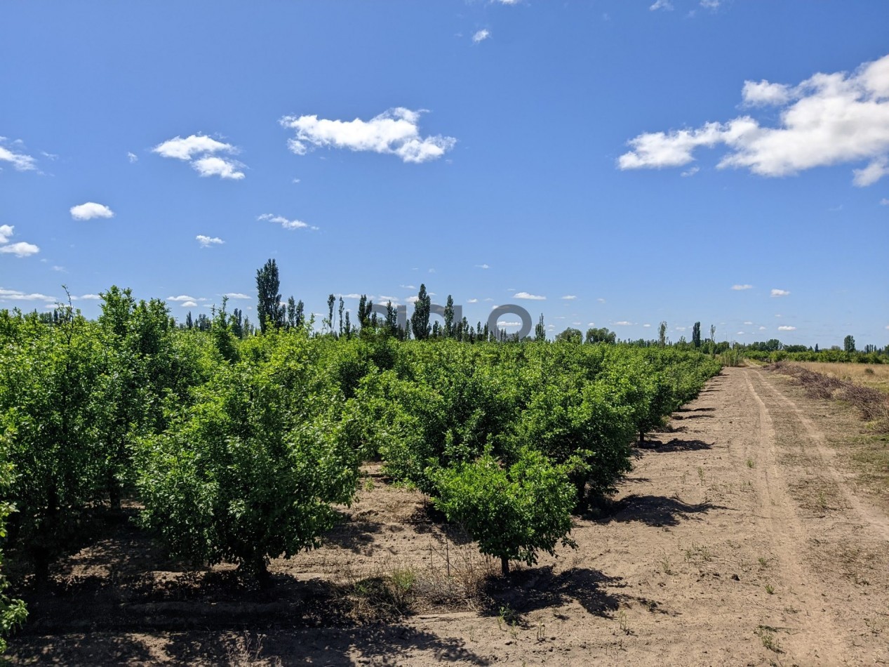 VENDO FINCA  EN  COLONIA LOPEZ - VILLA ATUEL - SAN RAFAEL- MENDOZA