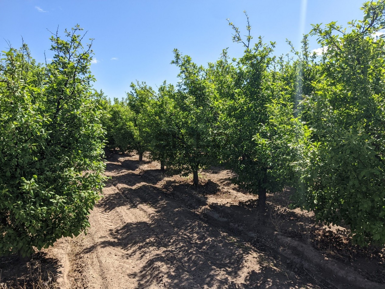 VENDO FINCA  EN  COLONIA LOPEZ - VILLA ATUEL - SAN RAFAEL- MENDOZA