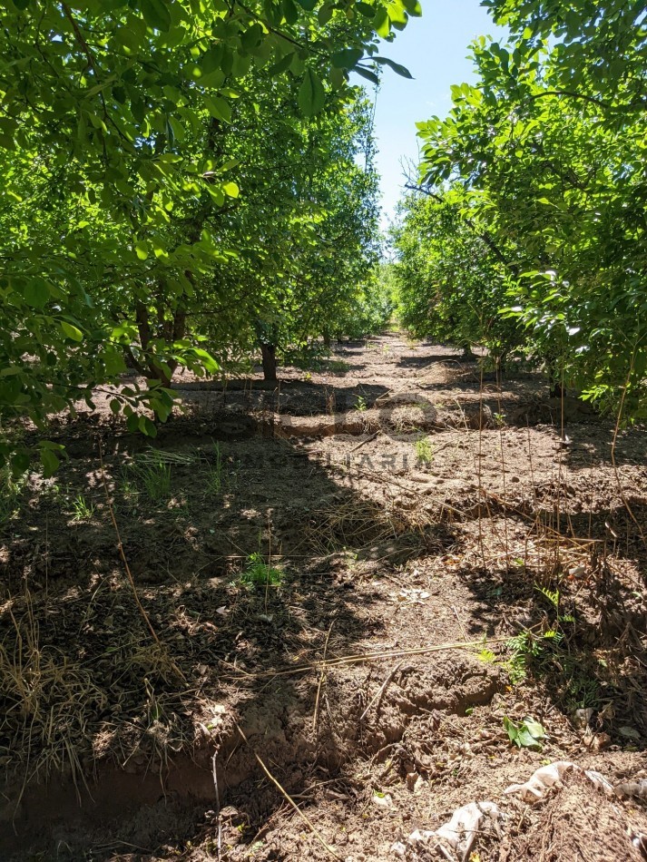 VENDO FINCA  EN  COLONIA LOPEZ - VILLA ATUEL - SAN RAFAEL- MENDOZA