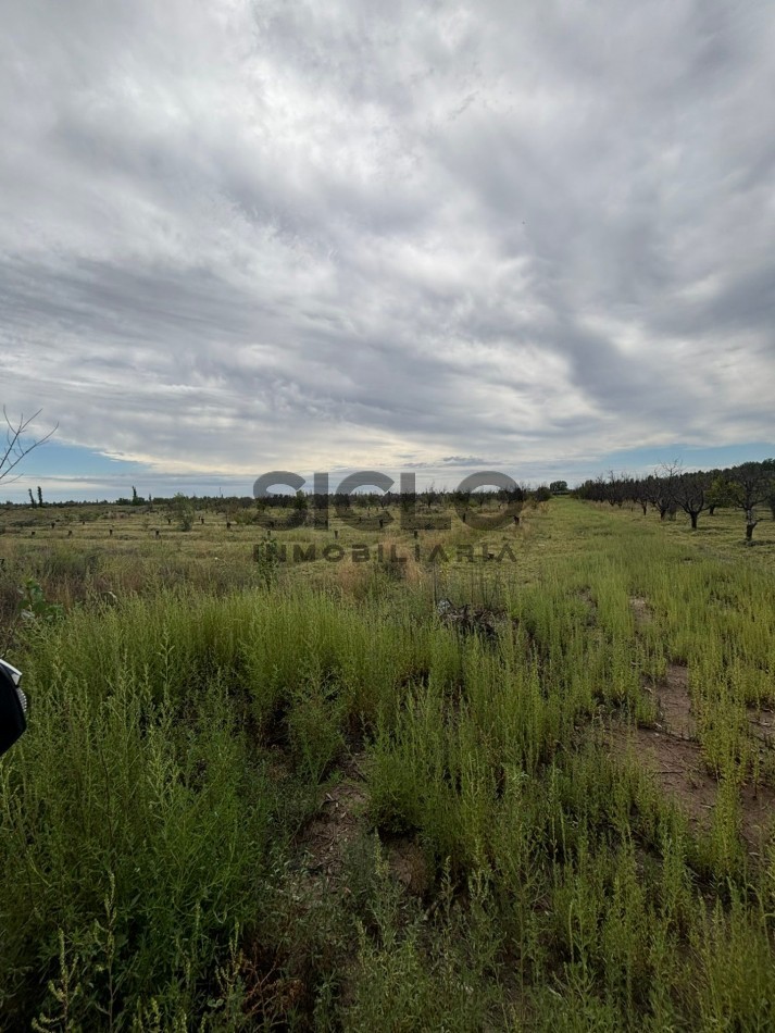 FINCA DE 5HAS EN SAN RAFAEL MENDOZA . 