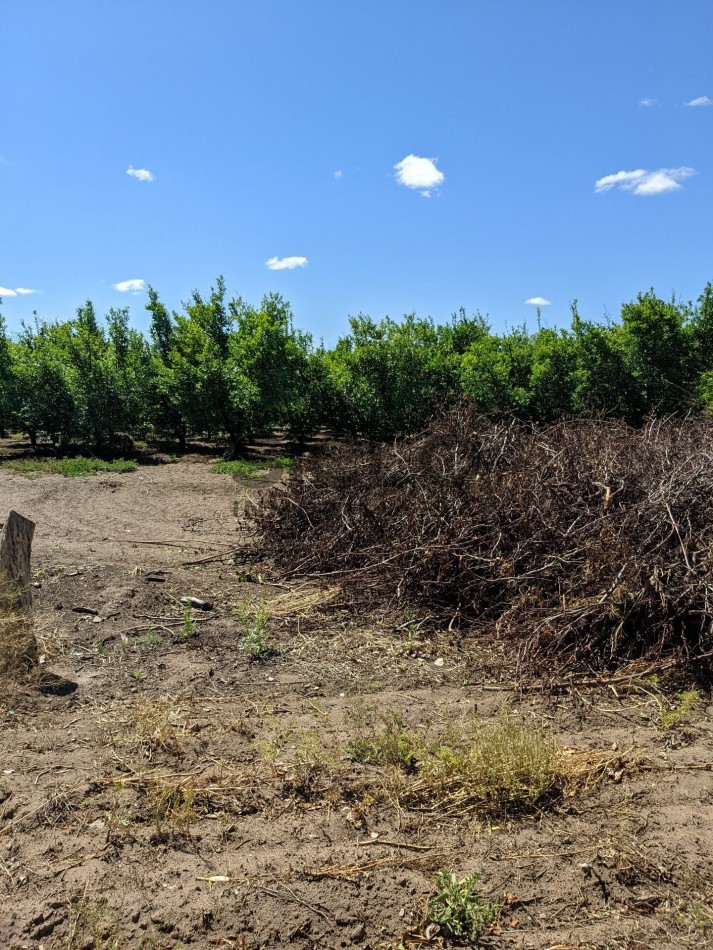 VENDO FINCA  EN  COLONIA LOPEZ - VILLA ATUEL - SAN RAFAEL- MENDOZA