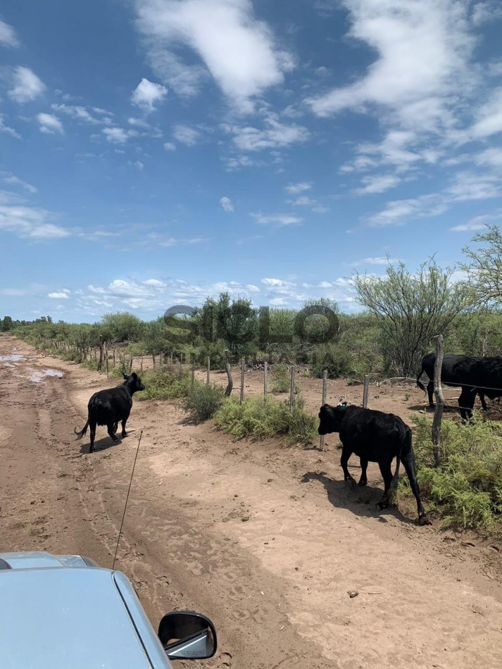 CAMPO GANADERO DE 2230Ha en Corral de Lorca, General Alvear Mendoza