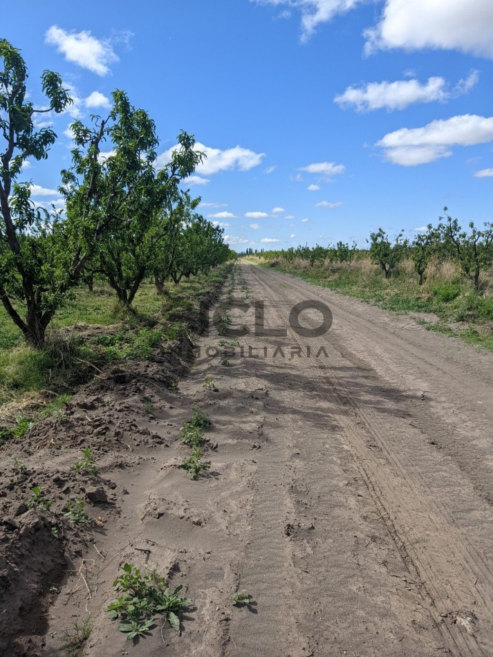 VENDO FINCA  EN  COLONIA LOPEZ - VILLA ATUEL - SAN RAFAEL- MENDOZA