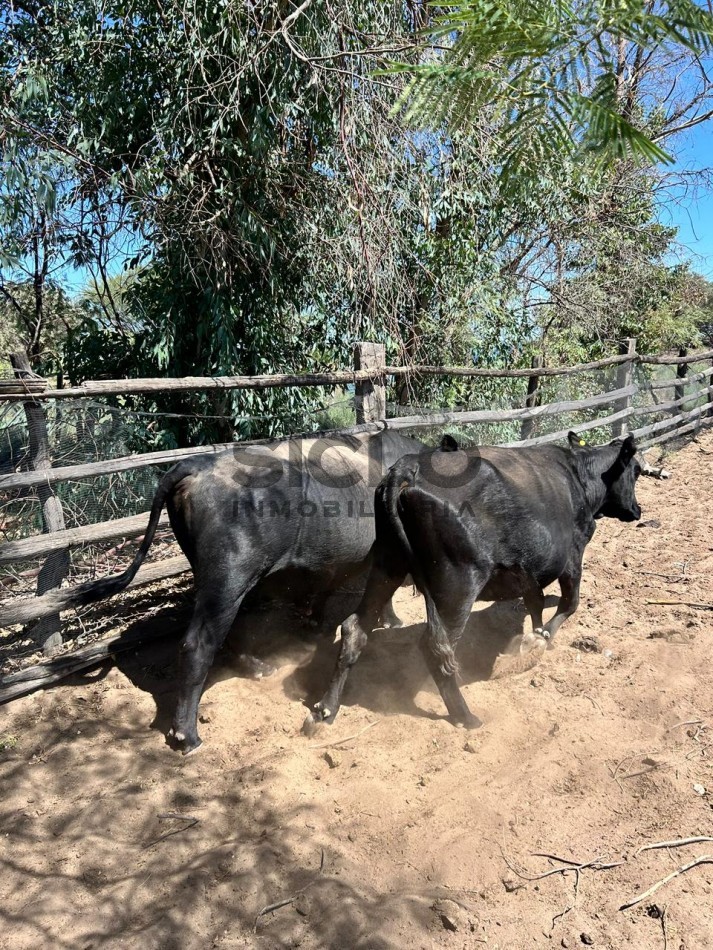 CAMPO GANADERO DE 2230Ha en Corral de Lorca, General Alvear Mendoza