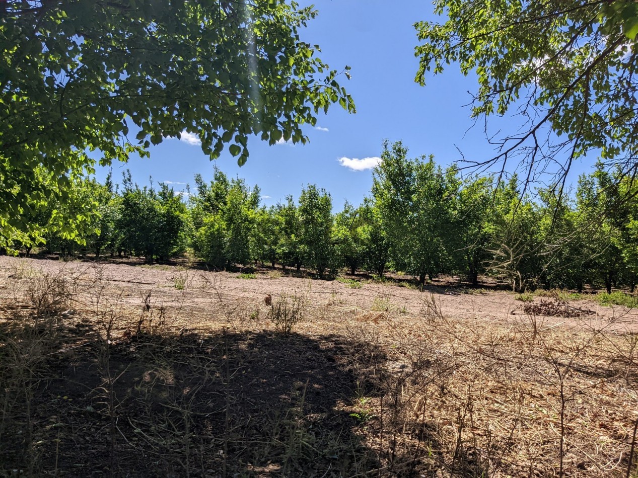 VENDO FINCA  EN  COLONIA LOPEZ - VILLA ATUEL - SAN RAFAEL- MENDOZA