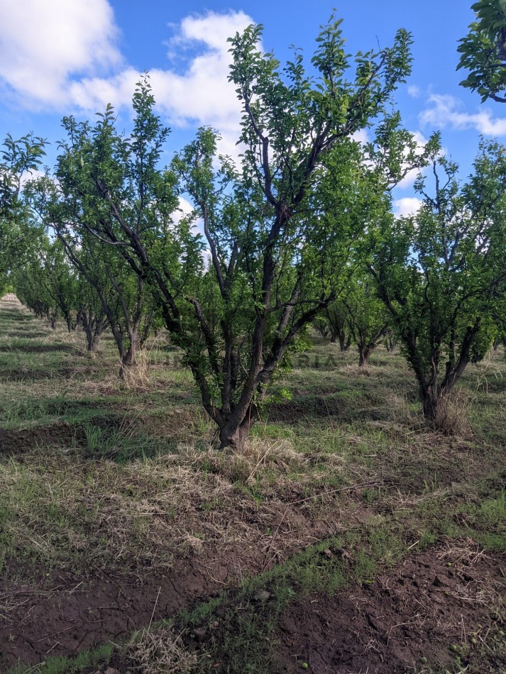 VENDO FINCA  EN  COLONIA LOPEZ - VILLA ATUEL - SAN RAFAEL- MENDOZA