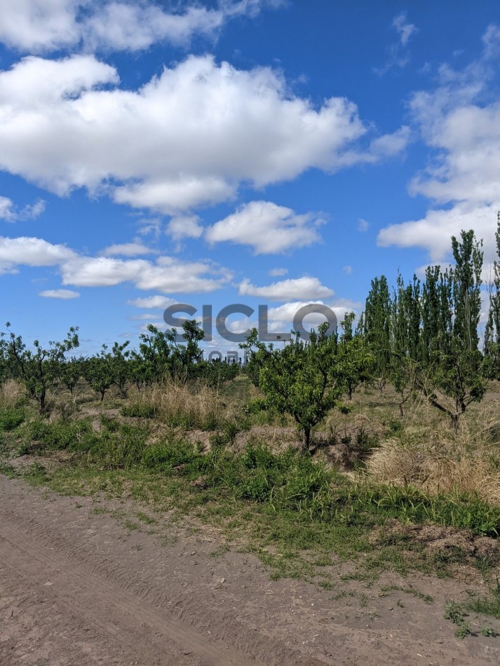 VENDO FINCA  EN  COLONIA LOPEZ - VILLA ATUEL - SAN RAFAEL- MENDOZA