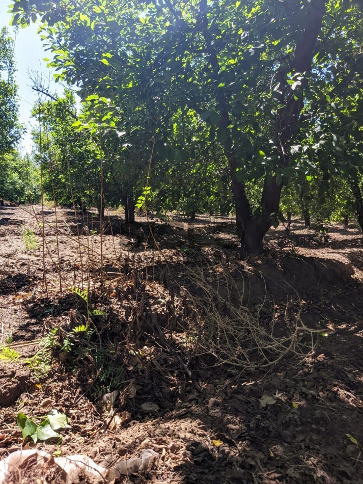 VENDO FINCA  EN  COLONIA LOPEZ - VILLA ATUEL - SAN RAFAEL- MENDOZA