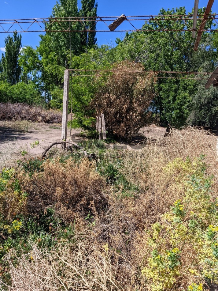VENDO FINCA  EN  COLONIA LOPEZ - VILLA ATUEL - SAN RAFAEL- MENDOZA