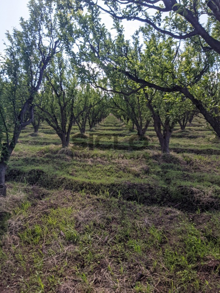 VENDO FINCA  EN  COLONIA LOPEZ - VILLA ATUEL - SAN RAFAEL- MENDOZA