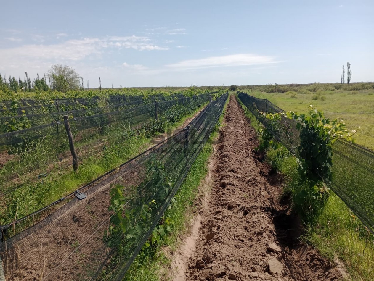 PROPIEDAD RURAL DE 6,32Has.