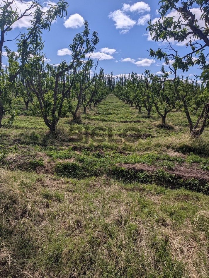 VENDO FINCA  EN  COLONIA LOPEZ - VILLA ATUEL - SAN RAFAEL- MENDOZA