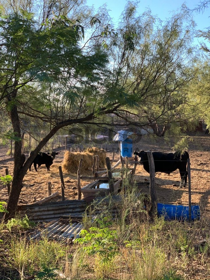 CAMPO GANADERO DE 2230Ha en Corral de Lorca, General Alvear Mendoza