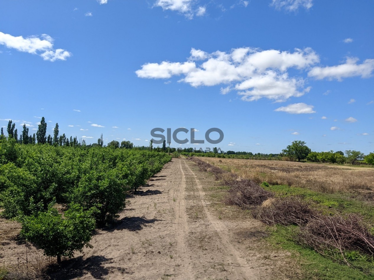 VENDO FINCA  EN  COLONIA LOPEZ - VILLA ATUEL - SAN RAFAEL- MENDOZA