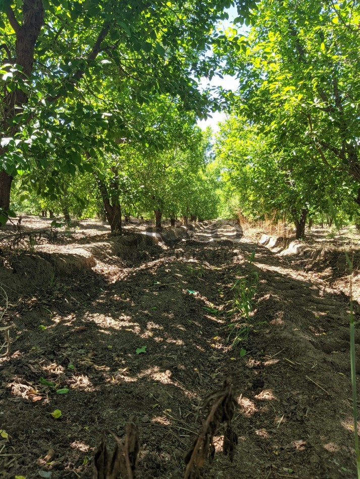 VENDO FINCA  EN  COLONIA LOPEZ - VILLA ATUEL - SAN RAFAEL- MENDOZA