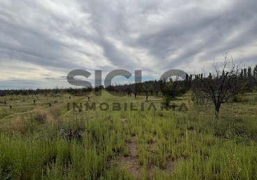 FINCA DE 5HAS EN SAN RAFAEL MENDOZA . 